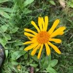 Arnica montana Flower