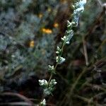 Artemisia ludoviciana Ffrwyth