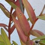 Epidendrum ibaguense Levél