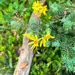 Arnica latifolia Flower