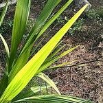 Crocosmia paniculata 葉
