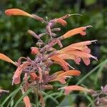 Agastache rupestris Flower