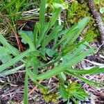 Bupleurum stellatum Лист