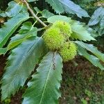 Castanea sativaPlod