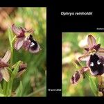 Ophrys reinholdii Blodyn