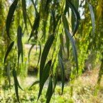 Salix × pendulina পাতা