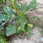 Amaranthus blitum Leaf