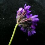 Primula glomerata Tervik taim