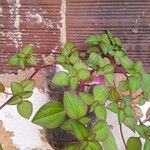 Heterotis rotundifolia Лист
