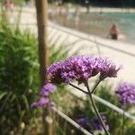 Verbena bonariensisFlower