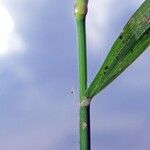 Eragrostis tenella Bark