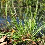 Eleocharis obtusa Habit