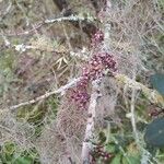 Myrrhinium atropurpureum Flower