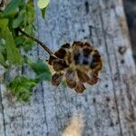 Prunella laciniata Fruit