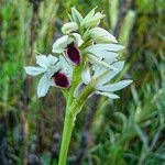 Eulophia eustachya Flor