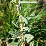 Helianthemum apenninum Leaf