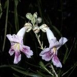 Chilopsis linearis Квітка