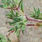 Paronychia arabica Листок