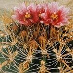 Ferocactus latispinus Цветок