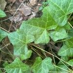 Hedera hibernica पत्ता