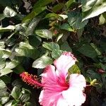 Hibiscus rosa-sinensisFlower