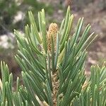 Pinus edulis Hoja