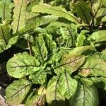 Rumex sanguineus Leaf