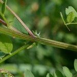 Vicia sylvatica Écorce