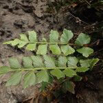 Asplenium stuhlmannii Leaf