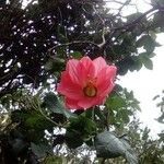 Passiflora mixta Květ