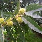 Castanea sativa List