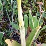 Ophrys sphegodes Hoja