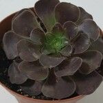 Aeonium arboreum List