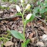Cephalanthera damasonium Blomma