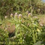 Trifolium strictum Plante entière