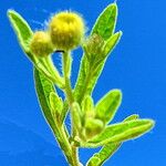 Pulicaria arabica Fula