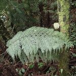 Asplenium hypomelas Leaf