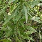 Erigeron canadensis Foglia