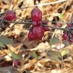 Symphoricarpos orbiculatus Frucht