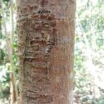 Artocarpus elasticus Bark