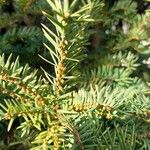 Tsuga canadensis List