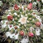Mammillaria compressa Цветок