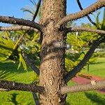 Araucaria heterophylla Bark