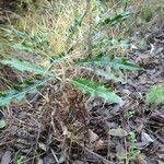 Ptilostemon hispanicus Leaf