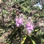 Lepechinia fragrans Flower