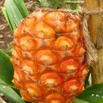 Ananas comosus Plod