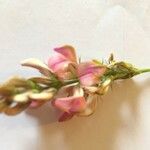 Onobrychis argentea 花