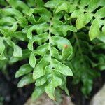 Blechnum tabulare Leaf