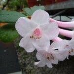 Rhododendron armitii Flor