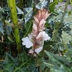 Acanthus montanus Flower